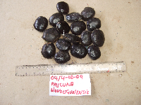 thumbnail image of current specimen
