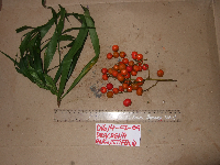 Dracaena angustifolia image