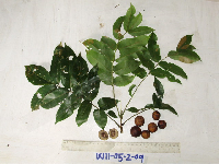 Dracontomelon dao image