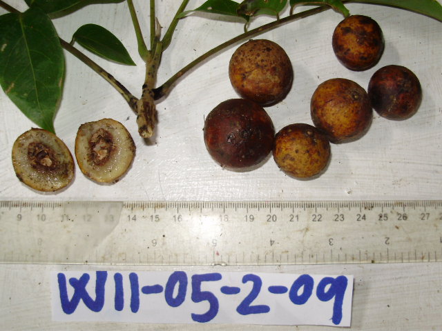 Dracontomelon dao image