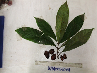 Terminalia eddowesii image