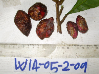 Terminalia eddowesii image