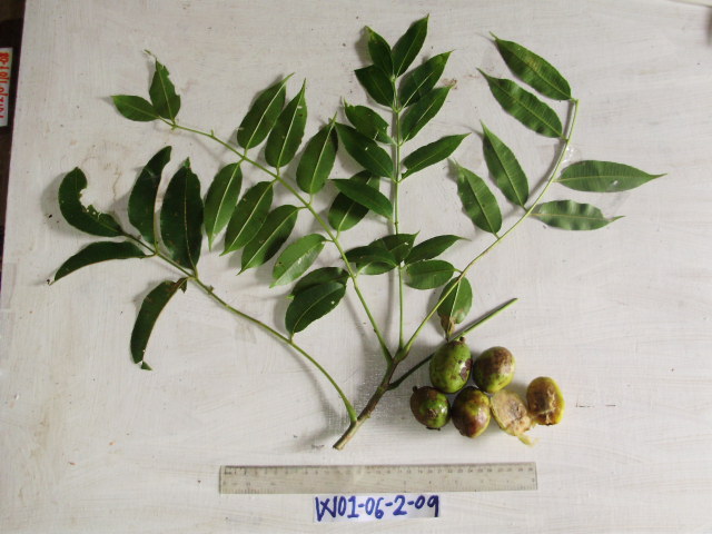 Spondias dulcis image