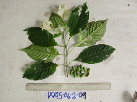 thumbnail image of current specimen