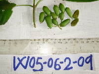 thumbnail image of current specimen