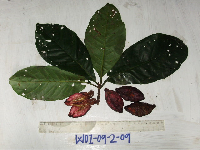 Terminalia eddowesii image