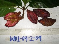 Terminalia eddowesii image