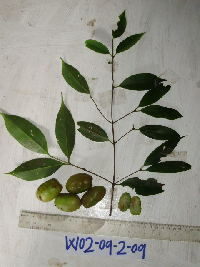 Garcinia assugu image