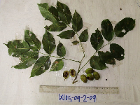 Millettia pinnata image