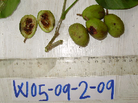 Millettia pinnata image