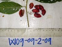 Terminalia complanata image