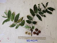 Dracontomelon dao image