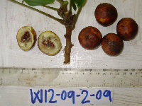 Dracontomelon dao image