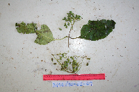 Thumbnail image of current specimen