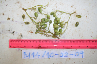 Thumbnail image of current specimen