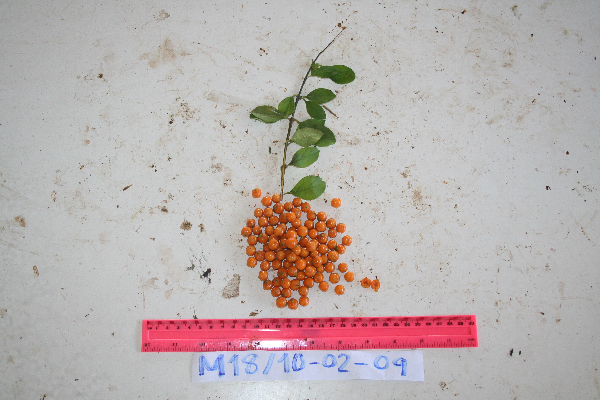 Duranta erecta image