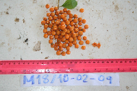 Duranta erecta image