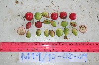 Phaleria perrottetiana image