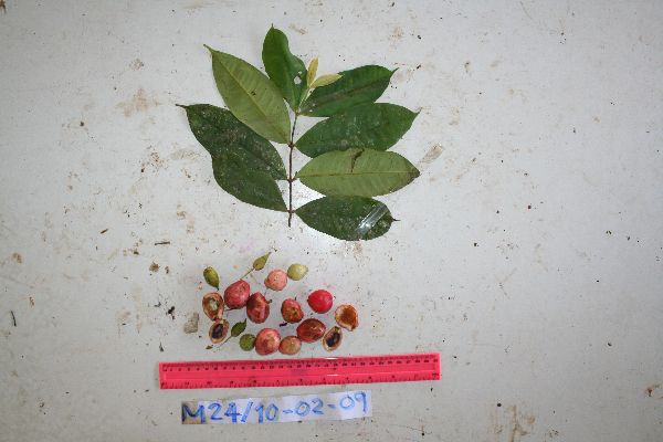 Syzygium flavescens image