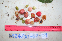 Syzygium flavescens image