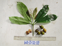 Ternstroemia cherryi image