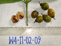 Ternstroemia cherryi image