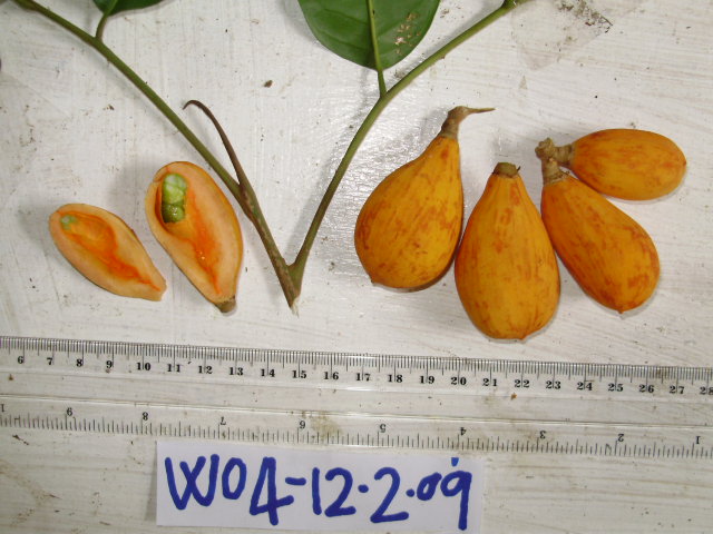 Dysoxylum latifolium image