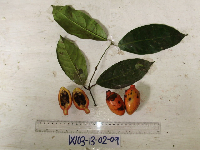 Gnetum latifolium image