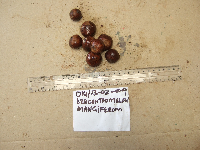 Dracontomelon dao image