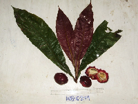 Terminalia kaernbachii image