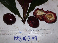 Terminalia kaernbachii image