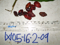 Terminalia complanata image