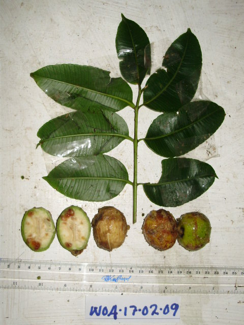 Anacardiaceae image