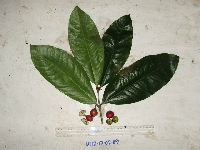 Phaleria perrottetiana image