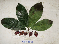 Terminalia eddowesii image