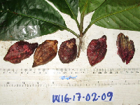 Terminalia eddowesii image
