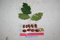 Gonocaryum litorale image