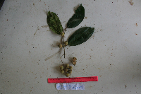 Ficus baeuerlenii image