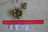 Ficus baeuerlenii image