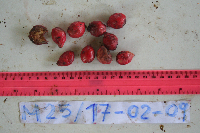 Terminalia complanata image