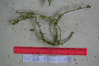 Hydriastele costata image