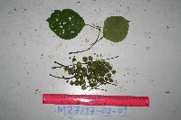 Macaranga bifoveata image