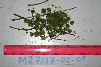 Macaranga bifoveata image