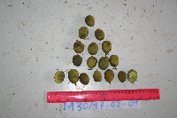 Millettia pinnata image