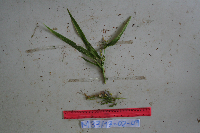 Coix lacryma-jobi image