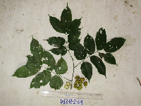 Millettia pinnata image