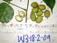 Millettia pinnata image