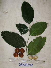 Gonocaryum litorale image