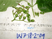 Thumbnail image of current specimen