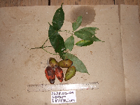 Gnetum latifolium image